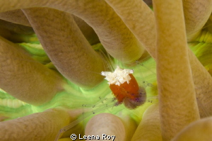 mushroom coral shrimp by Leena Roy 